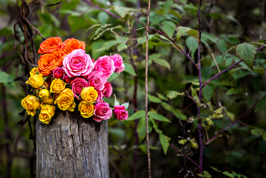 Joanna and Izzy engagement photo shoot Purple Tree Wedding Photographers