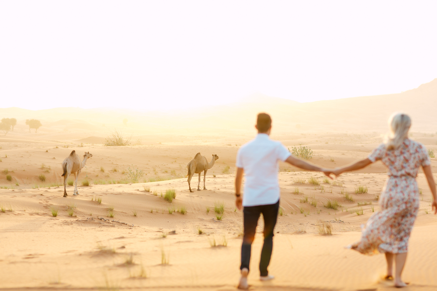 camel in desert photo